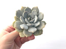 Echeveria 'Tiramisu' 3" Powdery Succulent Plant