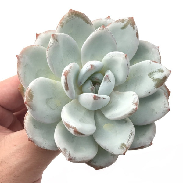 Echeveria 'Ivory' 4"-5" Powdery Succulent Plant