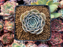 Echeveria sp. 1" Small Succulent Plant