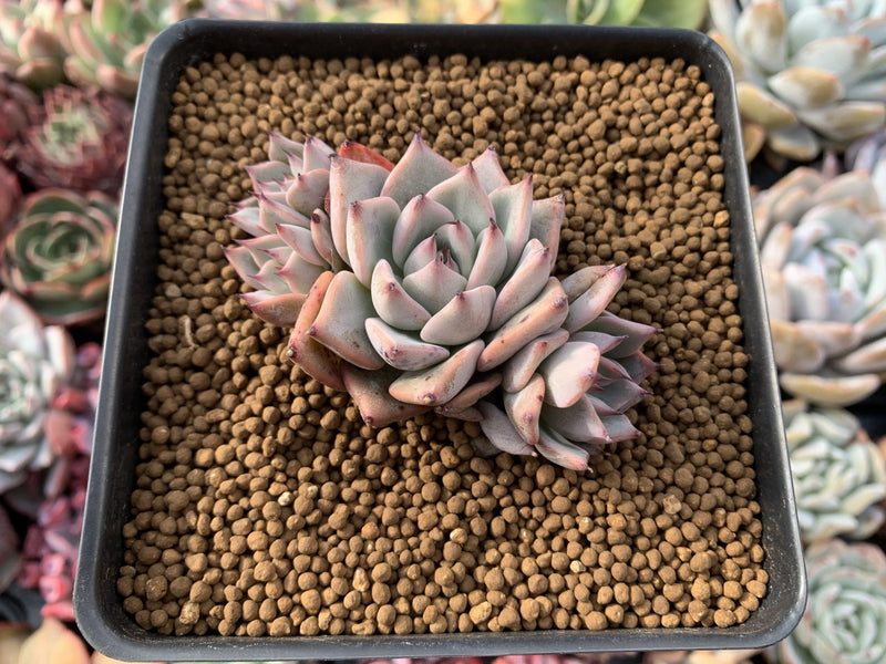 Echeveria 'Larega' Cluster 2"-3" Succulent Plant