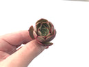 Echeveria 'Longissima' 1" Small Succulent Plant