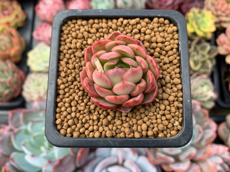 Echeveria sp. 1" Small Succulent Plant