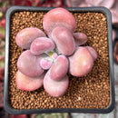 Pachyphytum 'Bracteosum' 3" Succulent Plant