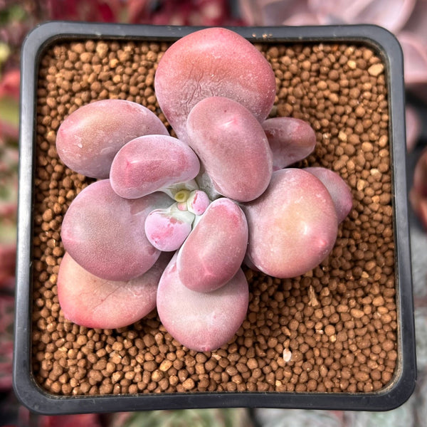 Pachyphytum 'Bracteosum' 3" Succulent Plant