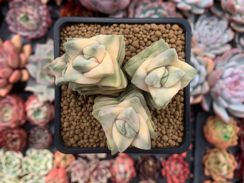 Crassula 'Moonglow' Variegated 4" Large Cluster Succulent Plant