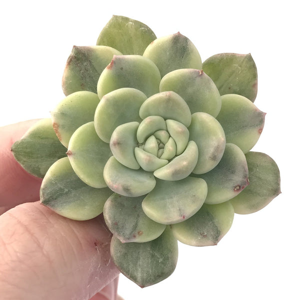 Echeveria Agavoides 'Tinkerbell' Variegated 1" Succulent Plant