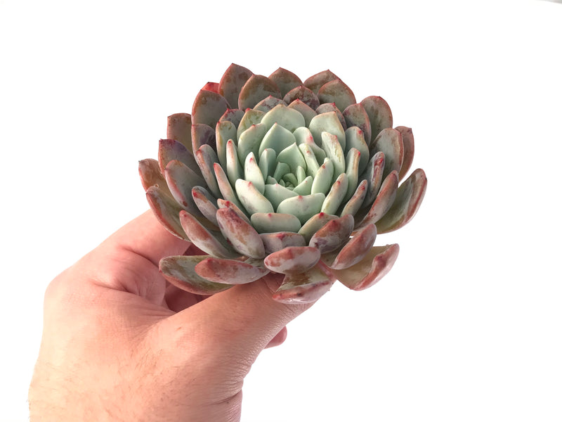 Echeveria 'Raffine' 3"-4" Powdery Succulent Plant