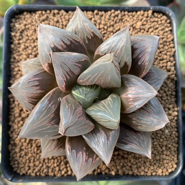 Haworthia 'Black Orpheus' 3" Succulent Plant