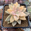 Graptopetalum 'Paraguayense' Variegated 3" Succulent Plant