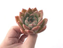 Echeveria 'Alba Beauty' 3" Succulent Plant