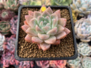 Echeveria 'Sublime' 3" Succulent Plant