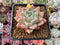 Echeveria 'Sublime' 3" Succulent Plant