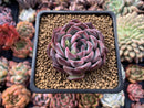 Echeveria sp. 2" Powdery Succulent Plant