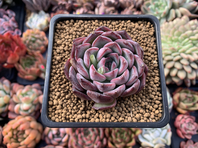 Echeveria sp. 2" Powdery Succulent Plant