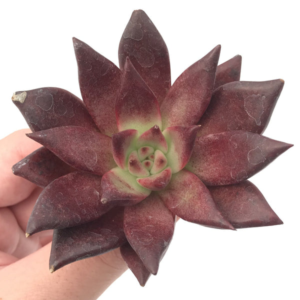 Echeveria Agavoides 'Luming' 2"-3" Succulent Plant