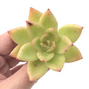 Echeveria Agavoides 'Ringo Star' 2"-3" Succulent Plant