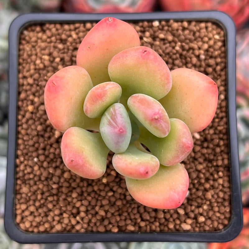 Pachyphytum 'Doctor Cornelius' 2" Succulent Plant