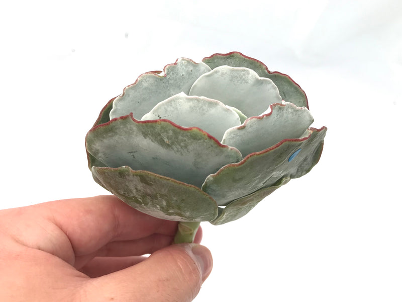 Cotyledon Undulata 'Silver Ruffles' 4" Succulent Plant