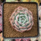 Echeveria 'Horizon' 2"-3" Succulent Plant