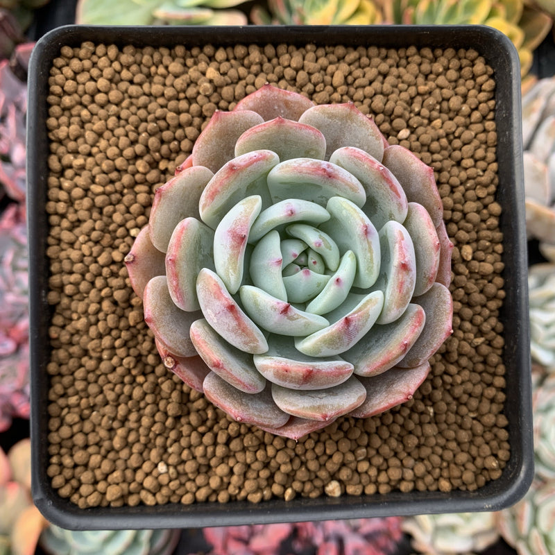 Echeveria 'Horizon' 2"-3" Succulent Plant