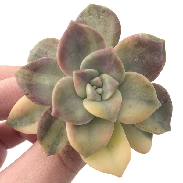 Graptopetalum Purple Delight Variegated 2" Rare Succulent Plant