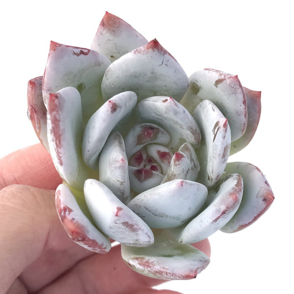 Echeveria 'Ivory' 2" Selected Clone Succulent Plant