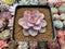 Echeveria Agavoides 'Tinkerbell' 3" Succulent Plant