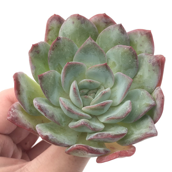 Echeveria 'Polshi' 2"-3" Succulent Plant