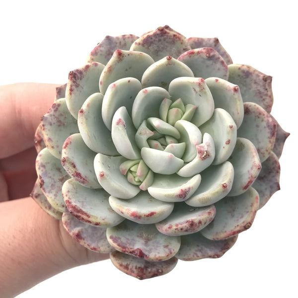 Echeveria ‘Raffine’ 2”-3” Rare Succulent Plant