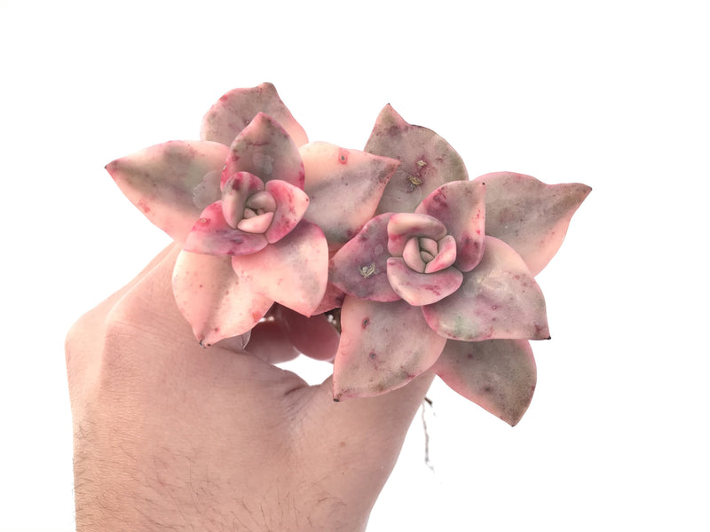 Graptopetalum 'Bainesii' Variegated 4" Double Headed Succulent Plant