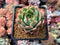 Echeveria sp. 3" Succulent Plant