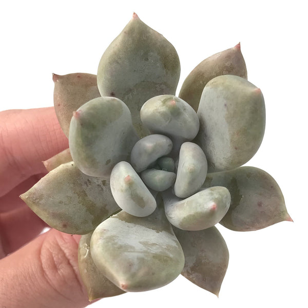 Echeveria 'Snow Queen' 2" Succulent Plant