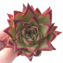 Echeveria Agavoides Ebony Hybrid 3” Rare Succulent Plant