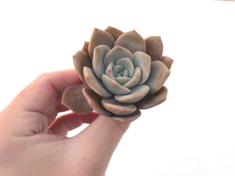 Echeveria 'La Bamba' 3" Succulent Plant