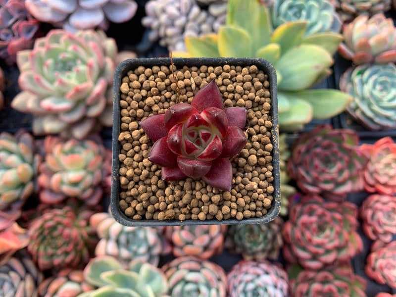 Echeveria Agavoides 'Red Rubin' 1" Small Succulent Plant