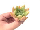 Graptoveria 'Donna' Yellow Selected Clone 2"-3" Rare Succulent Plant