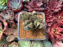 Crassula 'Buddha's Temple' 1"-2" Succulent Plant