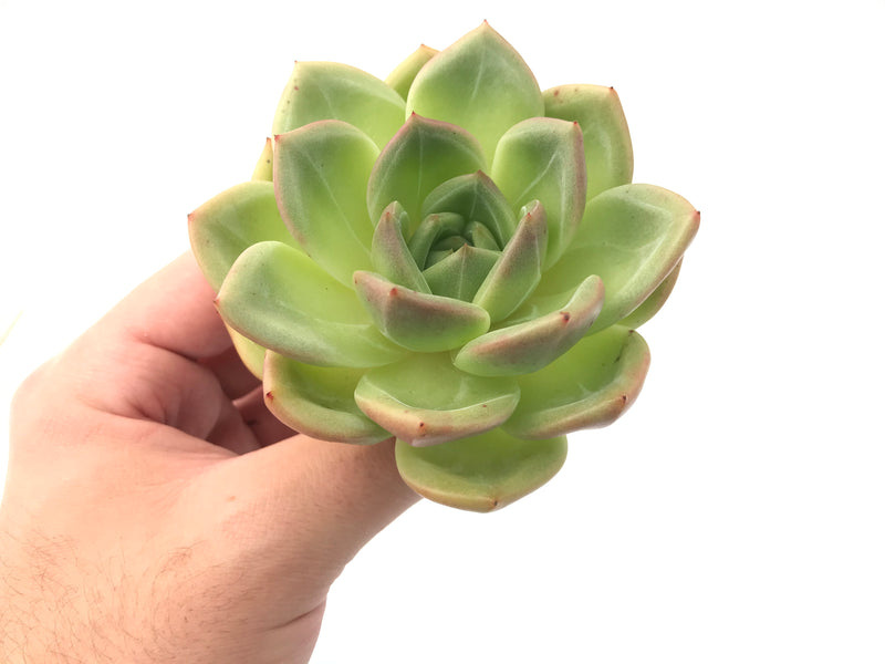 Echeveria Agavoides “Shallot” 1"-2" Succulent Plant