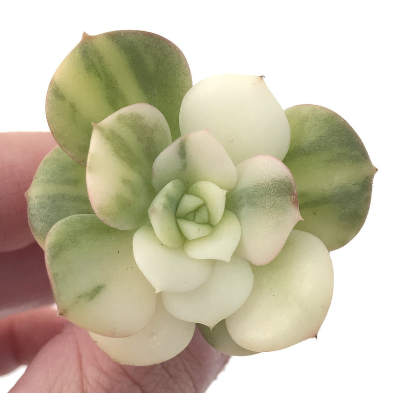 Echeveria 'Nicksana' Variegated 1" Succulent Plant