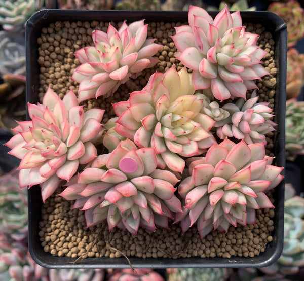 Echeveria 'Mebina' Variegated 4" Cluster Succulent Plant