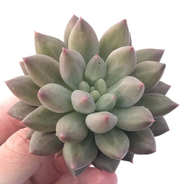 Pachyphytum 'Angel's Finger' 2" Succulent Plant"