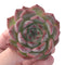 Echeveria 'Kerlean' 2" Succulent Plant