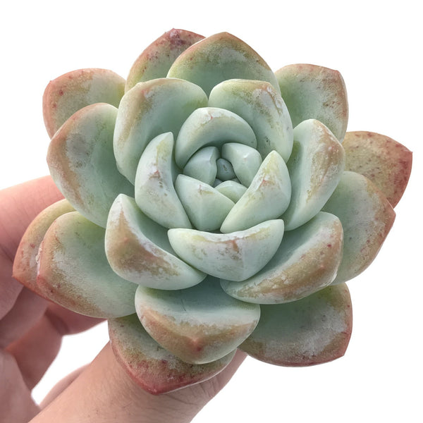 Echeveria 'Icy Green' Powdery 2" Succulent Plant