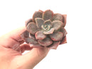 Echeveria 'Missing You' 3" Succulent Plant