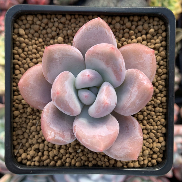 Echeveria 'Muella' 2" Succulent Plant