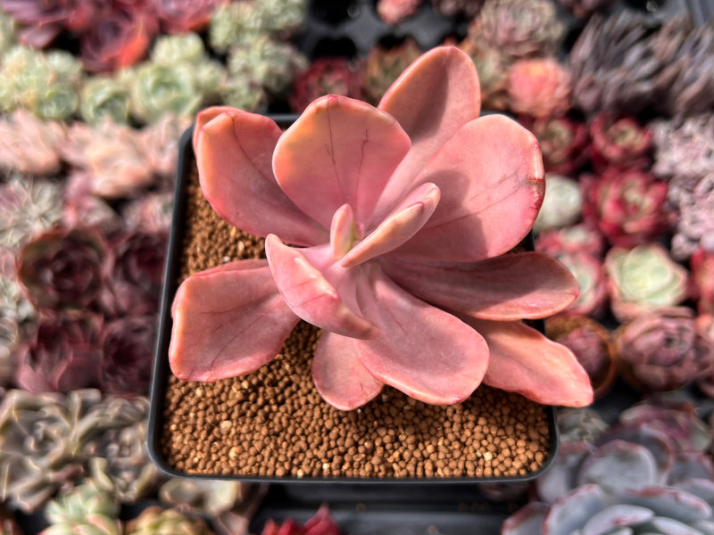 Pachyveria 'Pampoteus' Variegated 3" Succulent Plant