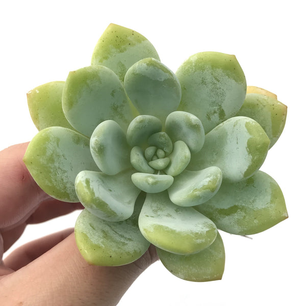 Echeveria 'Chloe' 3" Succulent Plant