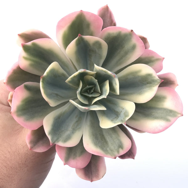 Echeveria 'Secunda' Variegated 4"-5" Succulent Plant