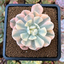 Echeveria Runyonii Variegated (Aka Echeveria 'Akaihosi' Variegated) 2" Succulent Plant