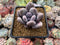 Pachyveria 'Beauty' 2" Powdery Succulent Plant